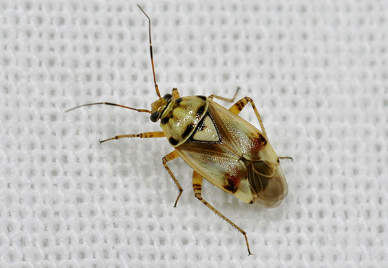 Miridae: Lygus cfr. pratensis